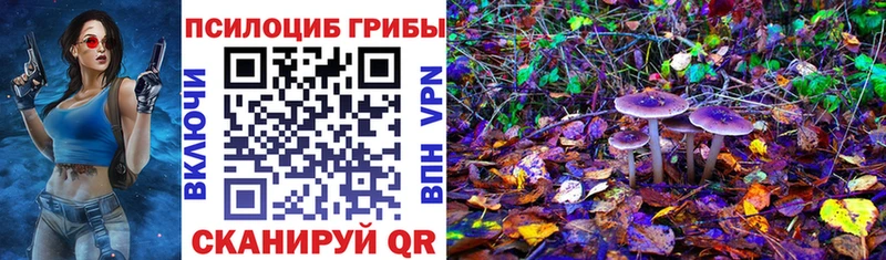 сколько стоит  Медногорск  Псилоцибиновые грибы Psilocybine cubensis 
